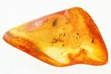 Detailed Fossil Ant (Formicidae) In Baltic Amber #367544-1